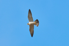 ハヤブサの飛翔_2