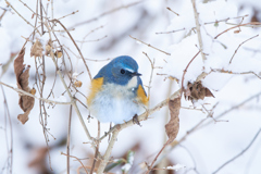 ルリビタキ | 15