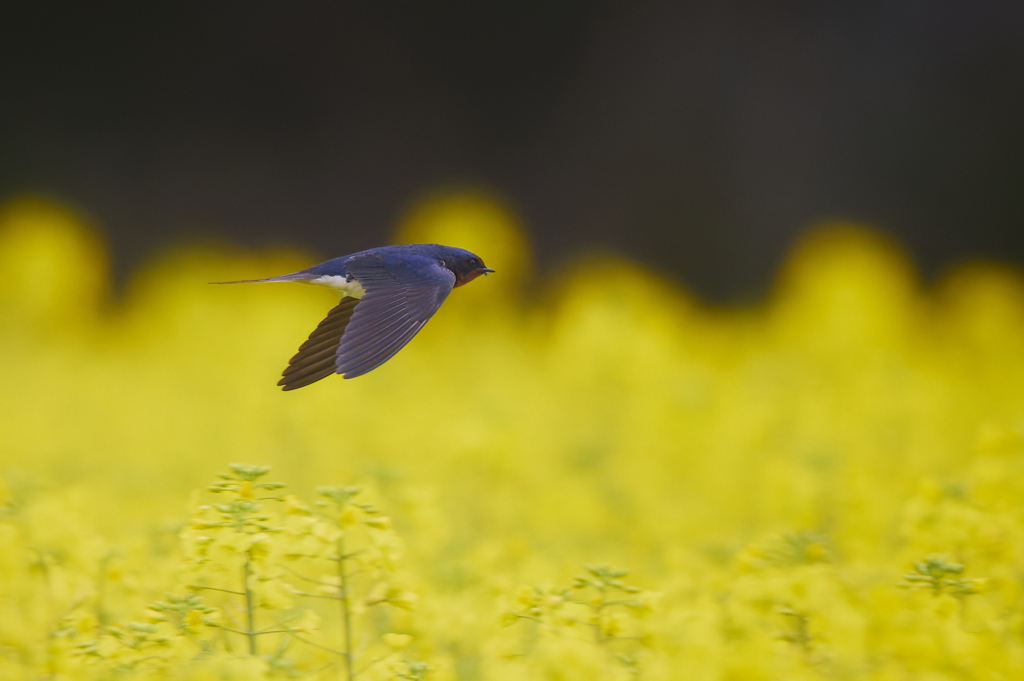 菜の花畑を飛ぶ