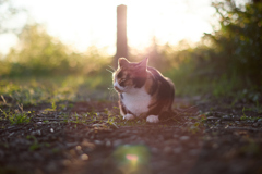 夕暮れにまったりと