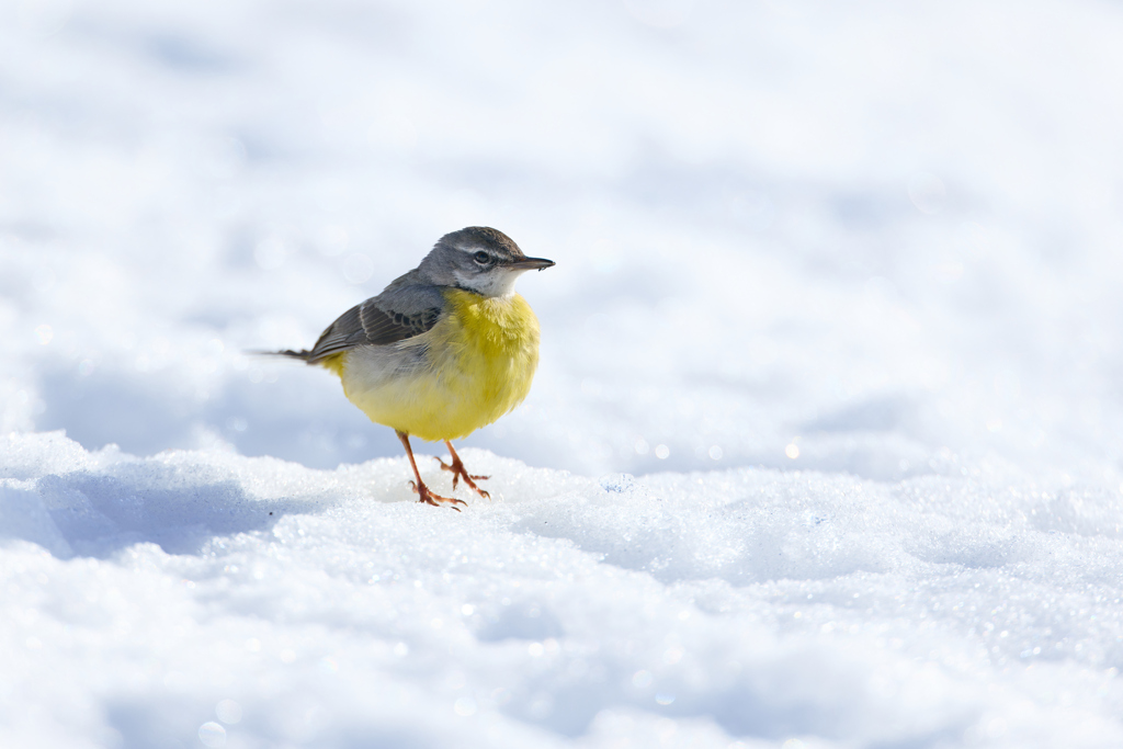 雪キセキレイ