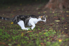 トンボを追いかける１