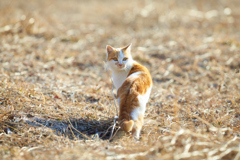 振り向くかわいい猫／夕方