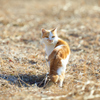 振り向くかわいい猫／夕方