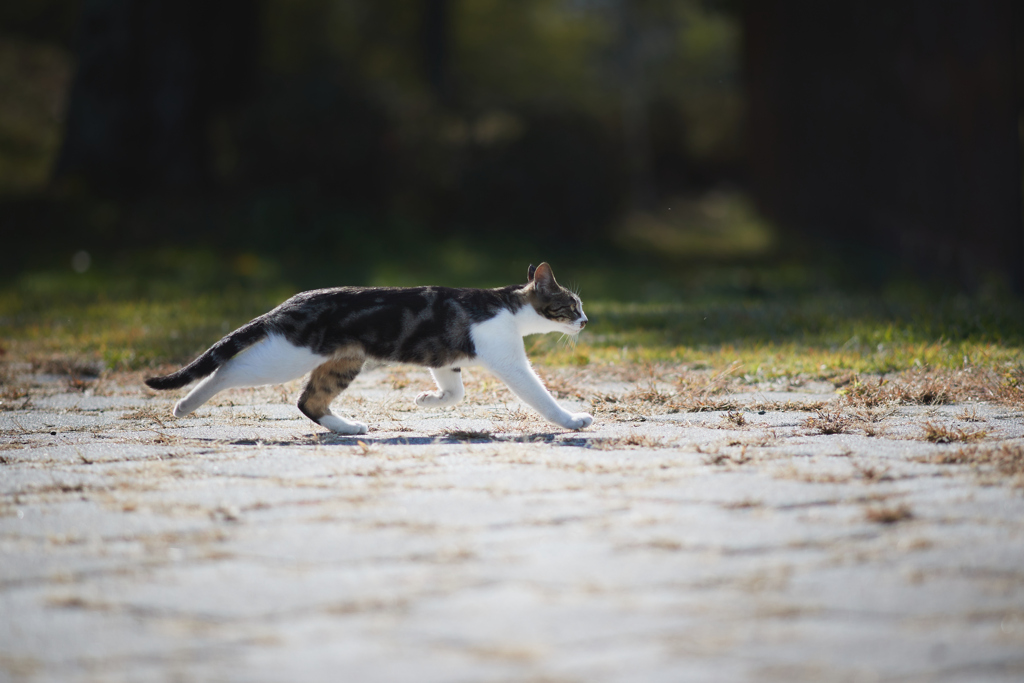 さささーーっと