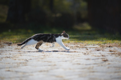 さささーーっと