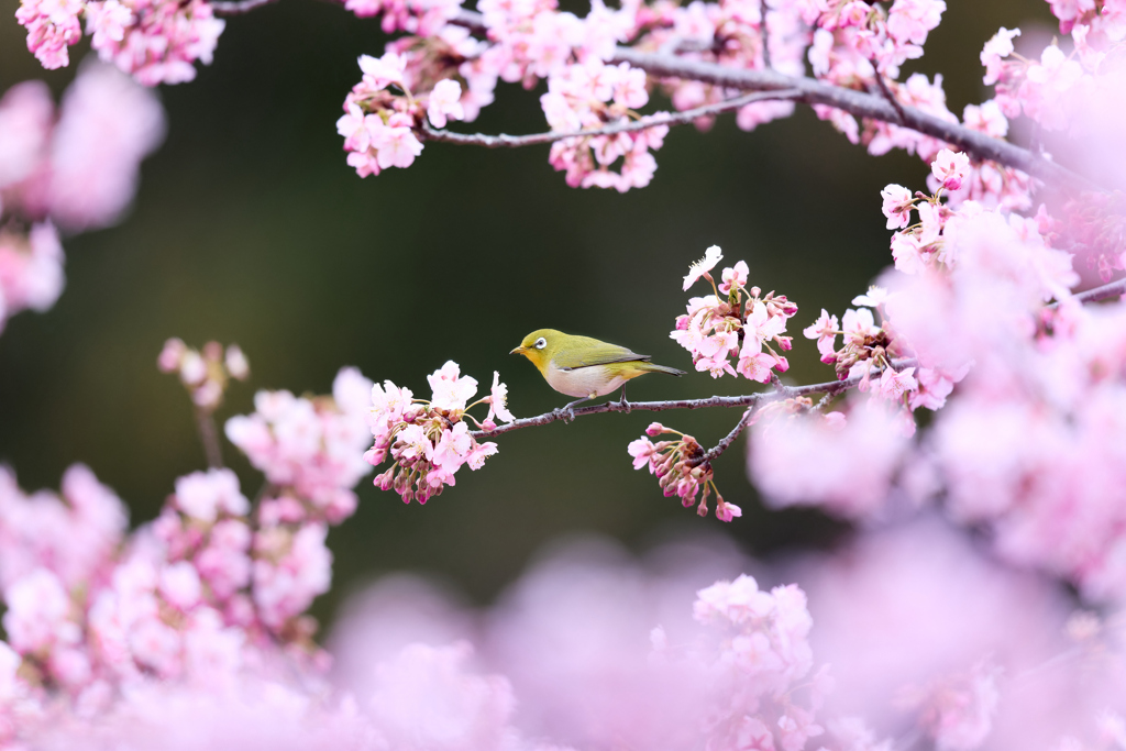 河津桜の中に