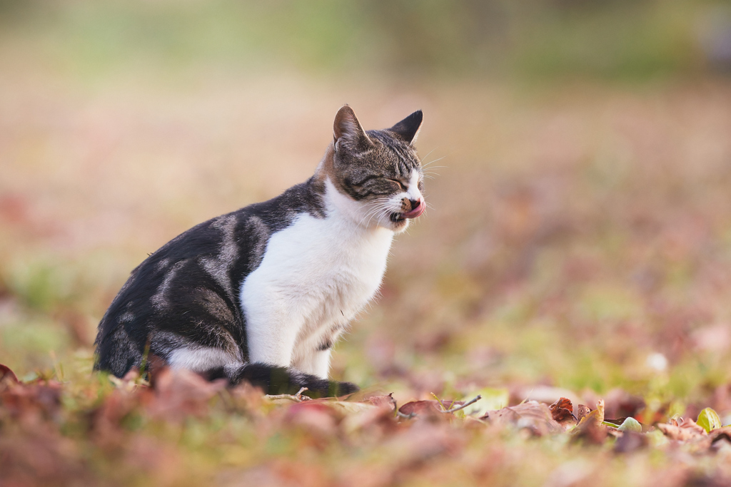 ごちそうさまでした