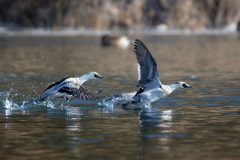 ミコアイサ | 28