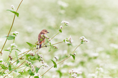 そばの花と