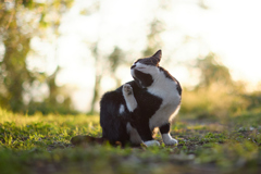 夕陽を浴びながらかきかき