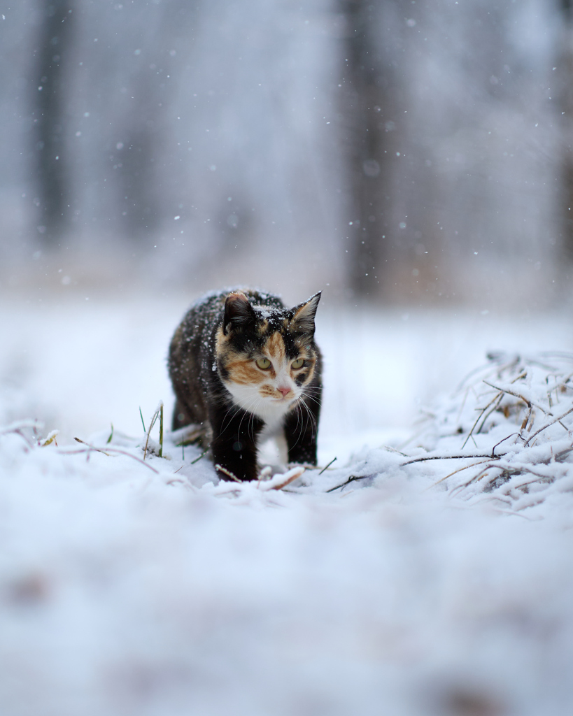 小雪の中