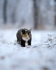小雪の中