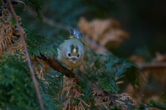 キクイタダキ | 4