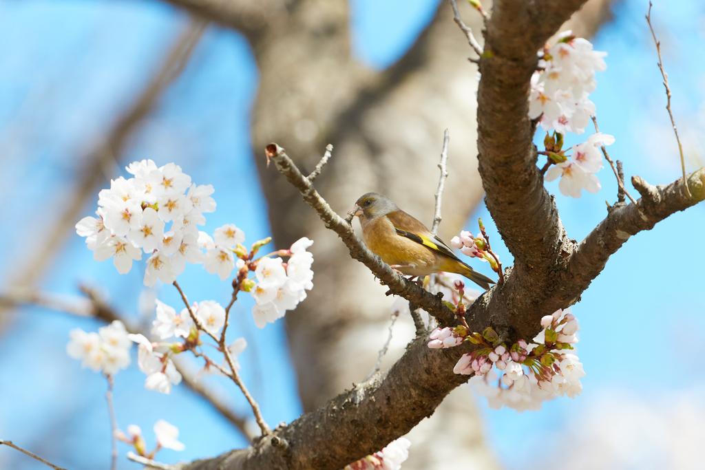 桜とカワラヒワ