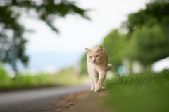 縁石を歩く