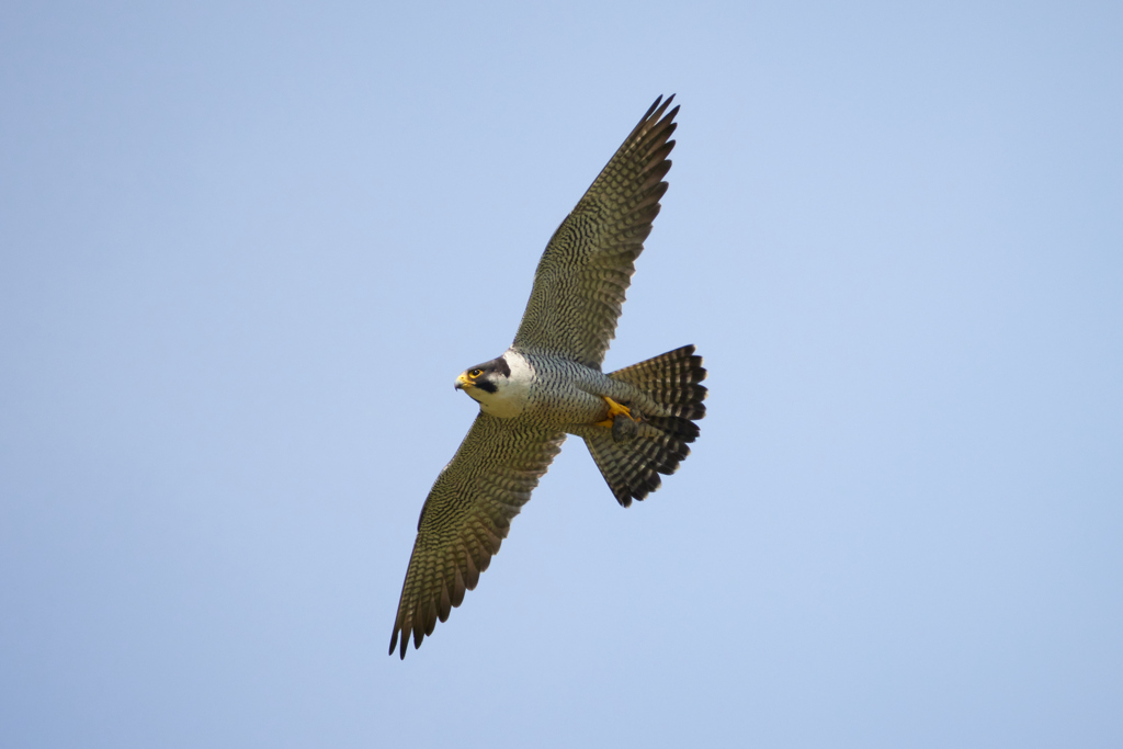 小さい獲物を運ぶハヤブサ