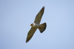 小さい獲物を運ぶハヤブサ