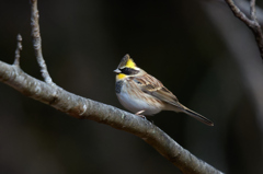 ミヤマホオジロ | 4