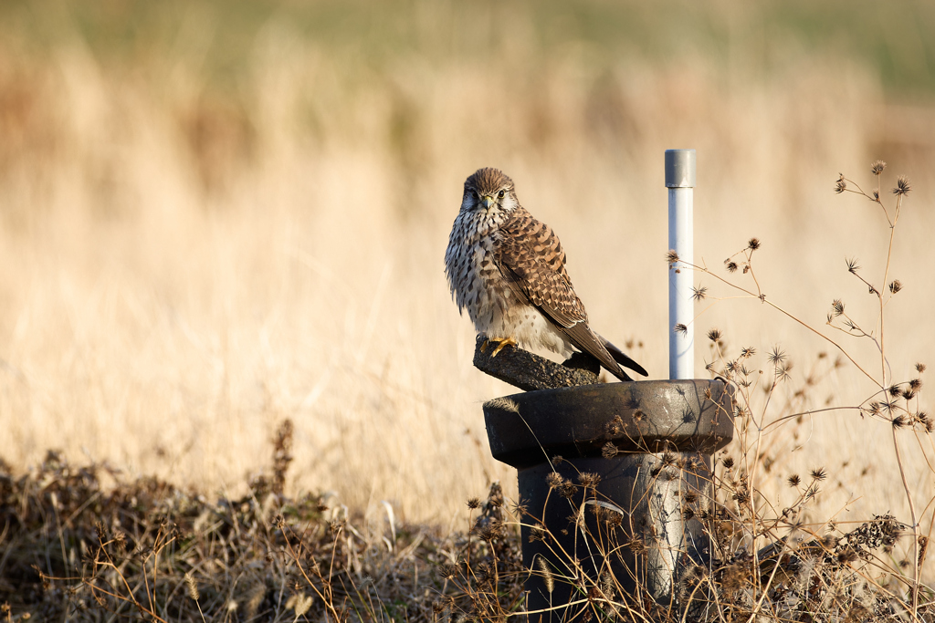 見つめられました
