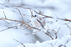 雪エナガ