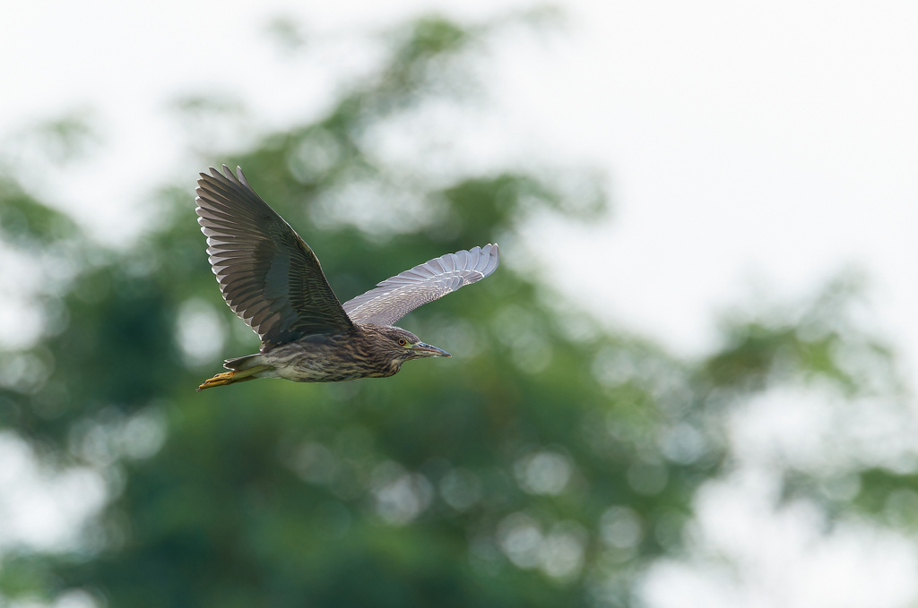 曇り空を飛翔するホシゴイ