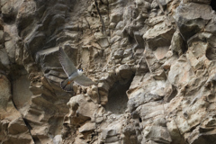 崖とハヤブサの飛翔_3