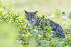 草むらの子猫
