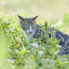 草むらの子猫