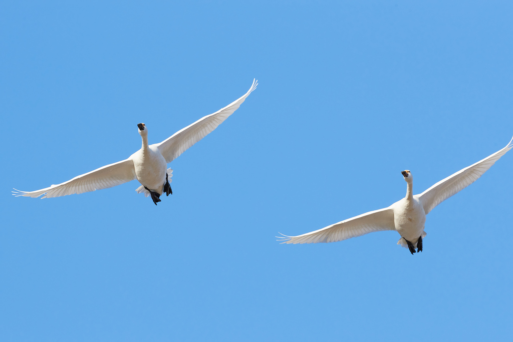 二羽の白鳥／コハクチョウの飛翔／青空