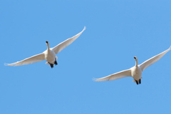 二羽の白鳥／コハクチョウの飛翔／青空