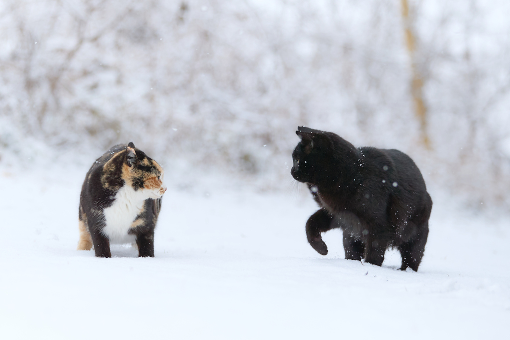 雪の中のご対面