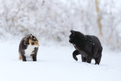雪の中のご対面