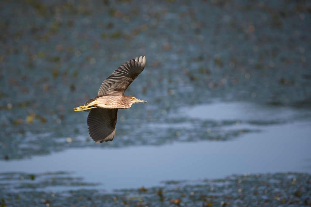 ホシゴイ／ゴイサギ幼鳥の飛翔_24