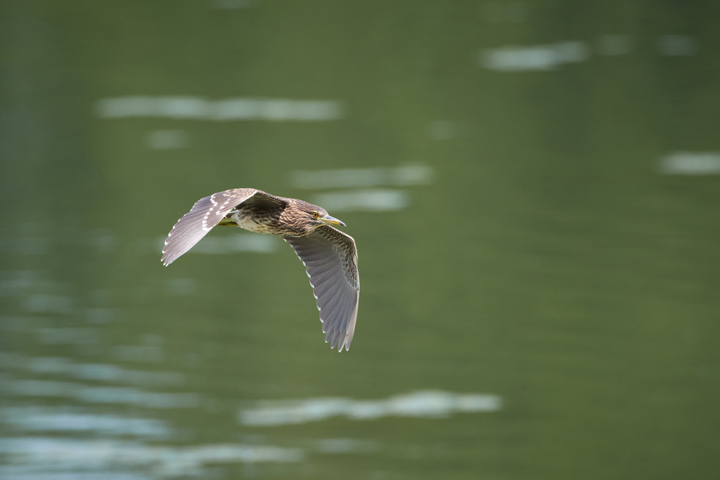 ホシゴイ／ゴイサギ幼鳥の飛翔_7