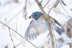 ルリビタキ | 17