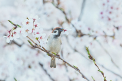 花ラッパ