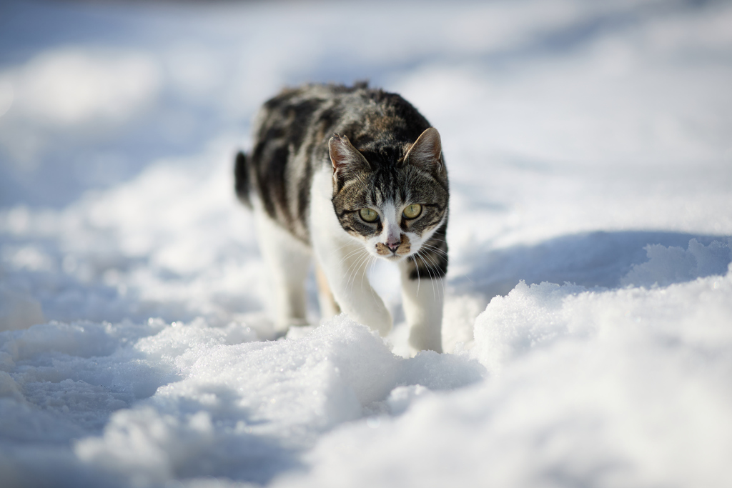 晴れた日の雪道で