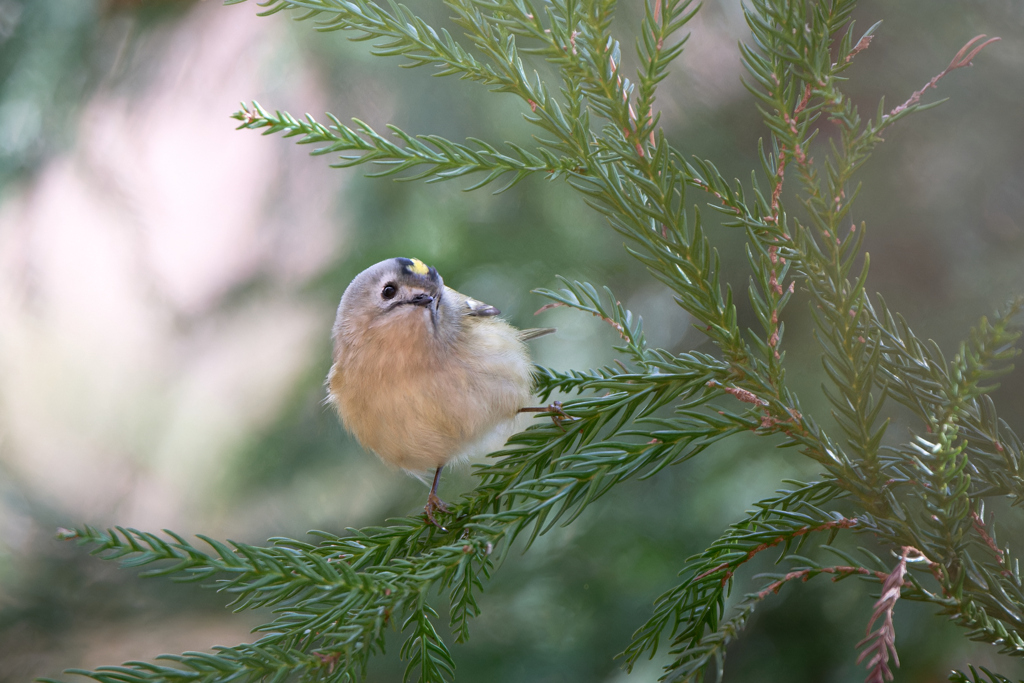 キクイタダキ | 10