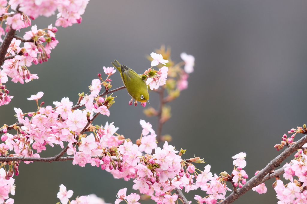 河津桜ジロー | 9