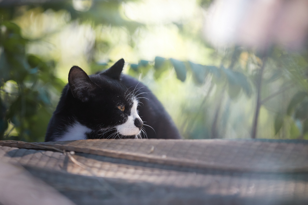 まどろみの時間