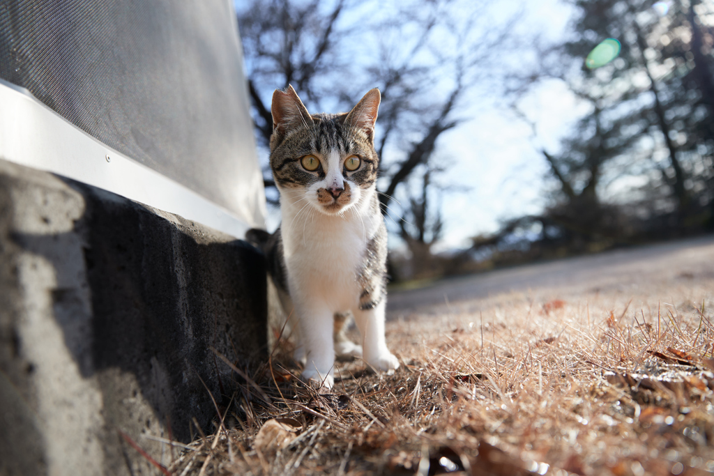 不思議そうな表情