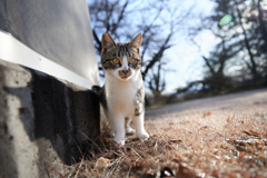 不思議そうな表情