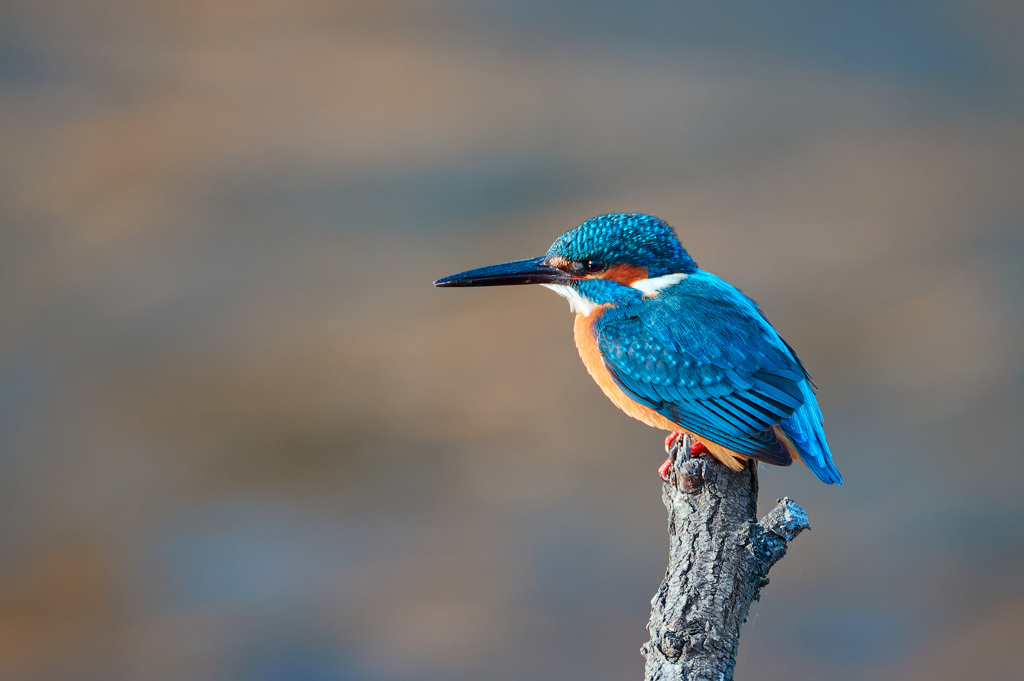 佇むカワセミ