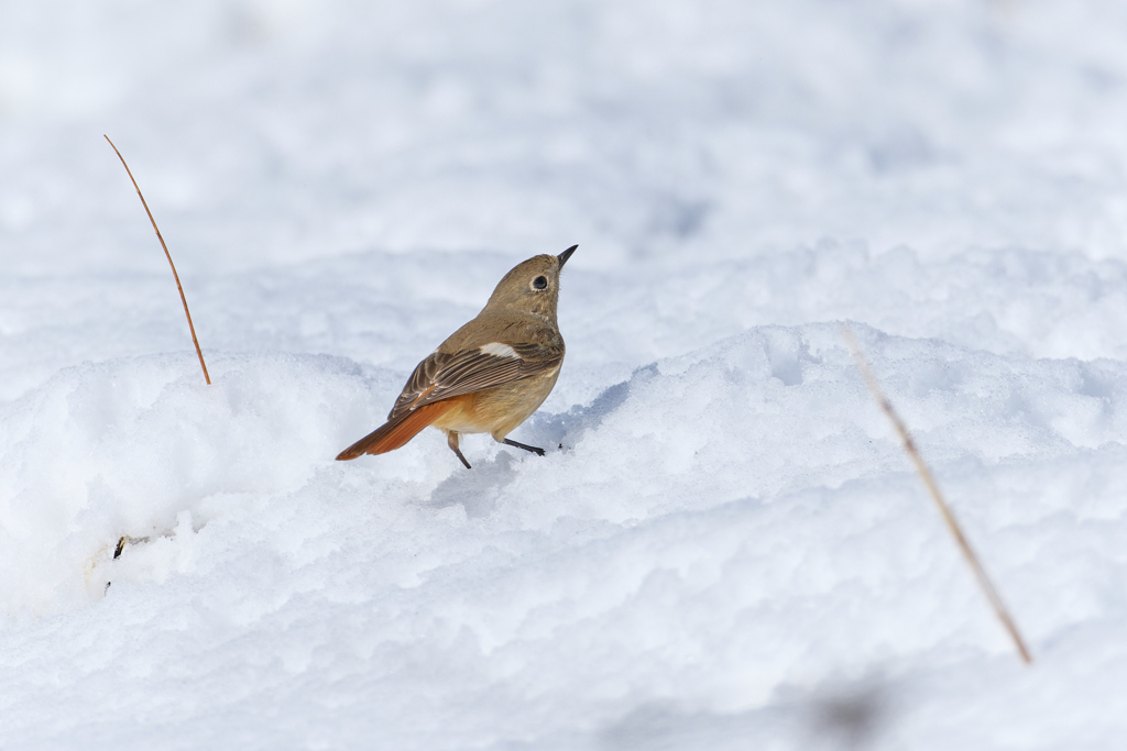 雪の上のジョビ子さん