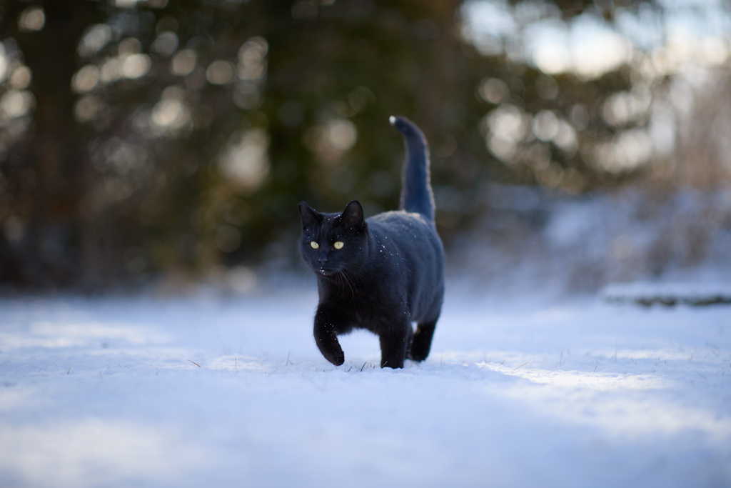 雪の上をすたすた
