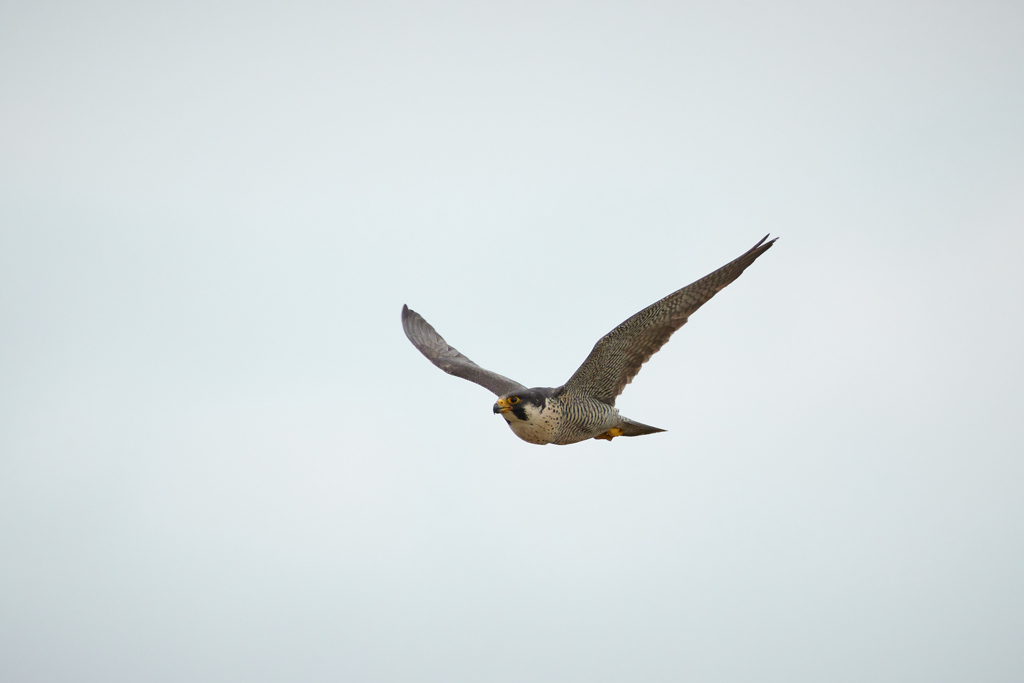 ハヤブサの飛翔_3