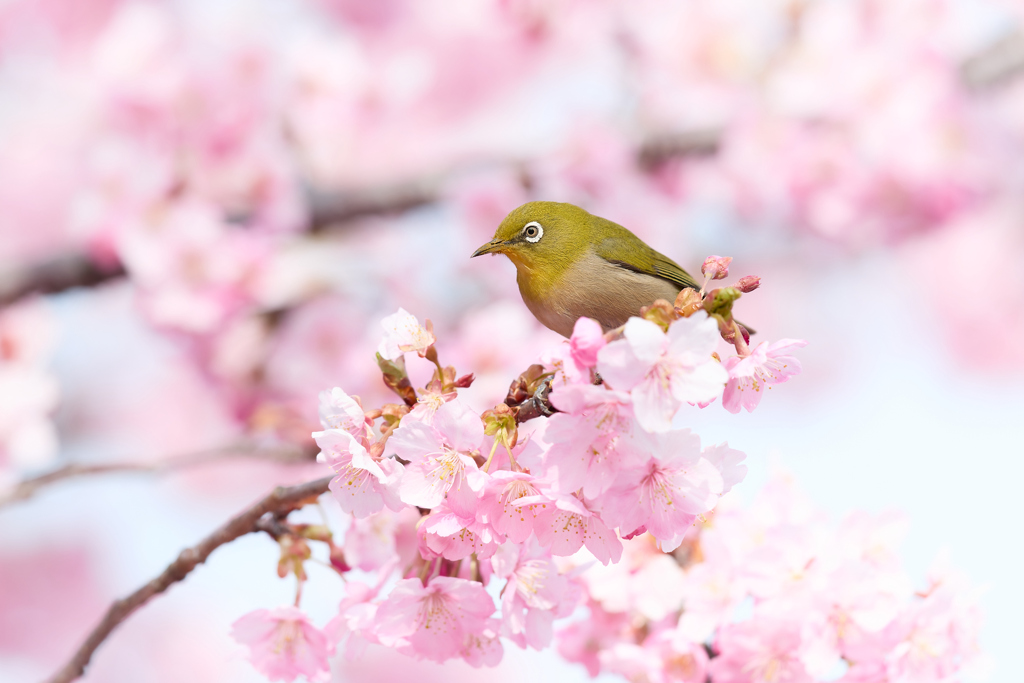 河津桜ジロー | 2