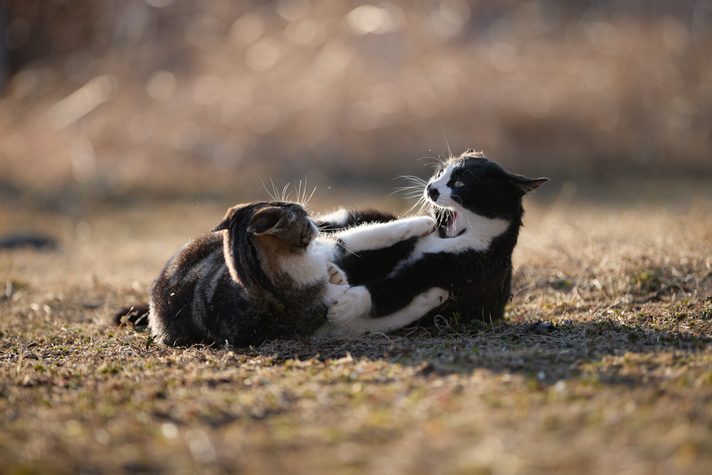 夕方のじゃれあい
