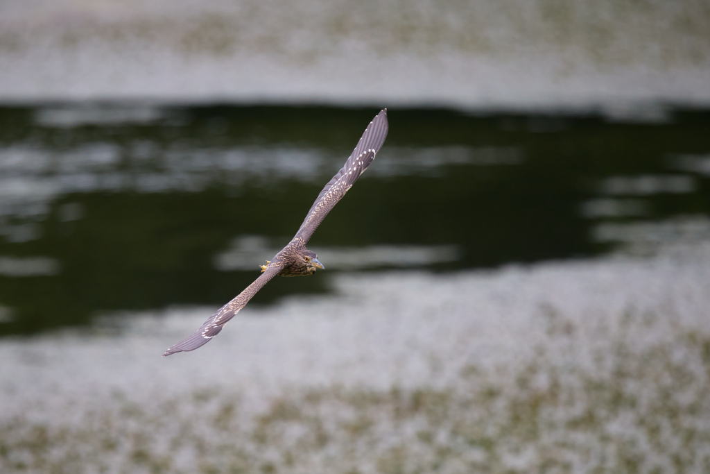 ホシゴイ／ゴイサギ幼鳥の飛翔_8